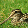 Common Snipe