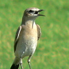 Isabelline Wheatear