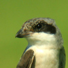 Lesser-grey Shrike