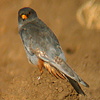 Red-footed Falcon