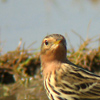 Red-throated Pipit