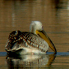 White Pelican