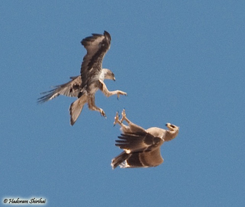 Bonelli's Eagle Aquila fasciata