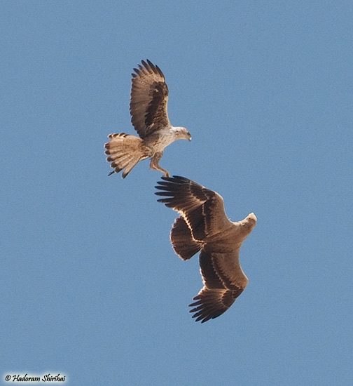 Bonelli's Eagle Aquila fasciata