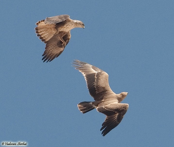 Bonelli's Eagle Aquila fasciata