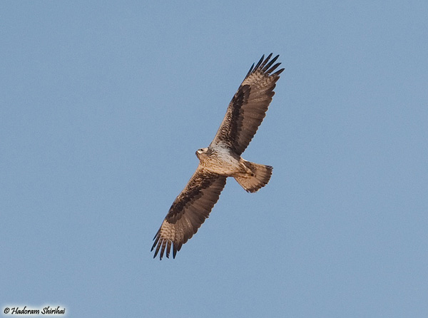 Bonelli's Eagle Aquila fasciata