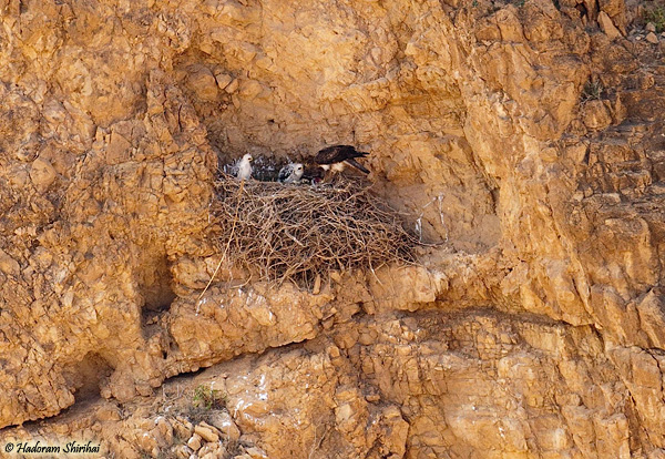 Bonelli's Eagle Aquila fasciata