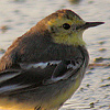 Citrine Wagtail