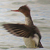 Red-breasted Merganser