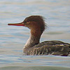 Red-breasted Merganser