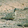 Black-bellied Sandgrouse