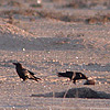 Brown-necked Raven