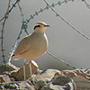 Cream-coloured Courser