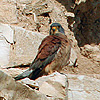 Lesser Kestrel