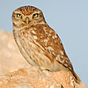 Little Owl