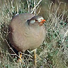 Sand Partridge