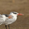 Caspian Tern