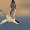 Common Tern