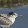 Lesser Crested Tern