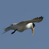 Lesser Crested Tern