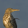 Mangrove Heron