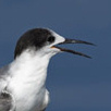 White-cheeked Tern