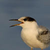 Common Tern