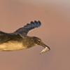 White-eyed Gull