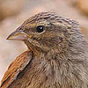 House Bunting