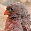 Trumpeter Finch