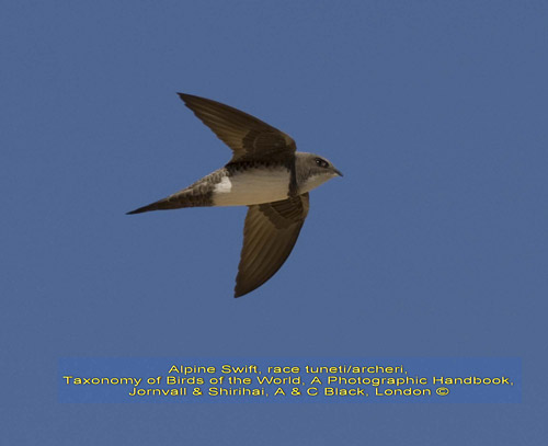 Alpine Swift