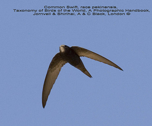pekinensis common swift