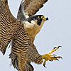 Peregrine Falcon