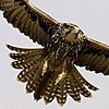 Saker Falcon