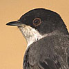 Sardinian Warbler