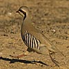 Chukar