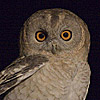 Hume's Owl