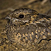 Nubian Nightjar