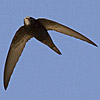 Common Swift (race pekinensis