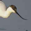 Avocet