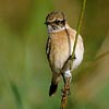 Caspian Stonechat