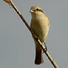 Isabelline Shrike