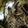 Long-eared Owl