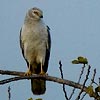 Pallid Harrier