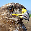 Common Buzzard