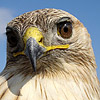 Long-legged Buzzard