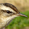 Moustached Warbler