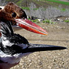 Pied and White-breasted Kingfishers