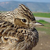 Skylark