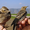 Skylark and Red-throated Pipit